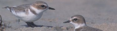Snowy Plovers (cropped) - Brad Sillasen